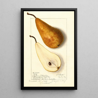 Ellen Isham Schutt - Pyrus communis Bosc.webp