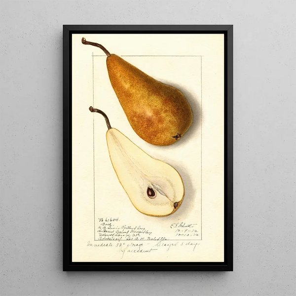 Ellen Isham Schutt - Pyrus communis Bosc.webp