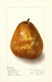 Pyrus communis Deweys Premium - Ellen Isham Schutt — vista dell’opera