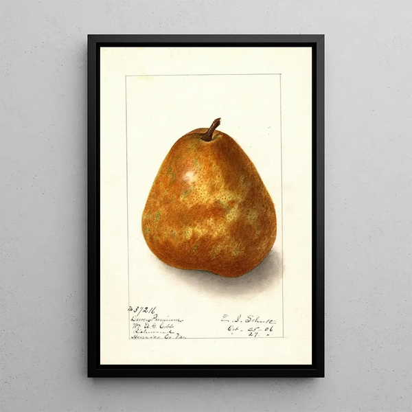 Ellen Isham Schutt - Pyrus communis Deweys Premium.webp