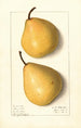 Pyrus communis Howell - Ellen Isham Schutt — vista dell’opera