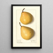 Pyrus communis Howell - Ellen Isham Schutt — quadro incorniciato alla parete