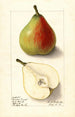 Pyrus communis Lawson Comet - Ellen Isham Schutt — Ansicht des Kunstwerks