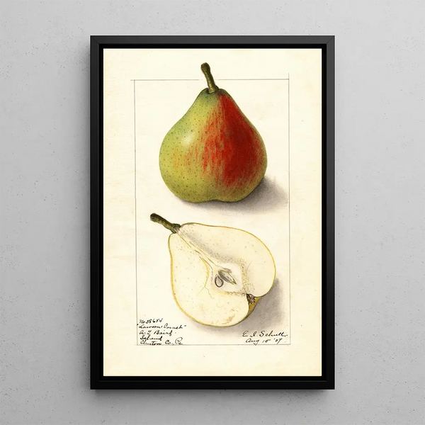 Ellen Isham Schutt - Pyrus communis Lawson Comet.webp