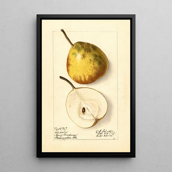 Ellen Isham Schutt - Pyrus communis Lincoln.webp
