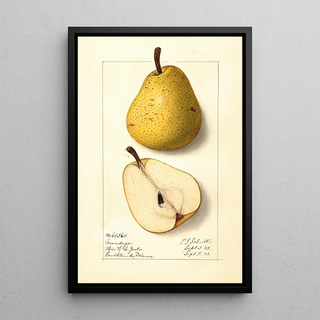 Ellen Isham Schutt - Pyrus communis Onondaga.webp
