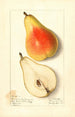 Pyrus communis Souvenir du Congrès - Ellen Isham Schutt — vista dell’opera