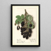 Rubus Agawam - Ellen Isham Schutt — quadro incorniciato alla parete