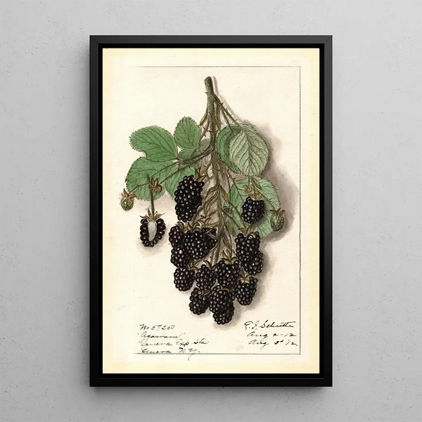 Ellen Isham Schutt - Rubus Agawam.webp