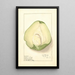 Sechium edule - Ellen Isham Schutt — quadro incorniciato alla parete