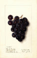 Vitis - Ellen Isham Schutt — Ansicht des Kunstwerks