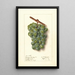 Vitis Geraldine Studley - Ellen Isham Schutt — quadro incorniciato alla parete