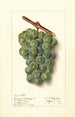Vitis Geraldine Studley - Ellen Isham Schutt — vista dell’opera