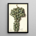 Vitis Mascat - Ellen Isham Schutt — quadro incorniciato alla parete