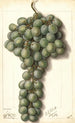 Vitis Mascat - Ellen Isham Schutt — vista dell’opera
