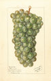 Vitis Palarusa - Ellen Isham Schutt — vista dell’opera
