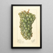 Vitis Palarusa - Ellen Isham Schutt — quadro incorniciato alla parete