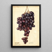 Vitis Red Emperor - Ellen Isham Schutt — gerahmtes Bild an der Wand