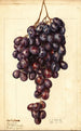 Vitis Red Emperor - Ellen Isham Schutt — Ansicht des Kunstwerks