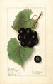 Vitis Sugar Pulp - Ellen Isham Schutt — vista dell’opera