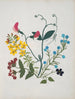 W album de fleurs en papier découpé pl. 01 - Ellen W. — Ansicht des Kunstwerks