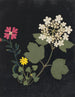W Album de fleurs en papier découpé pl. 03 - Ellen W. — Ansicht des Kunstwerks