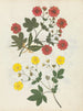 Album de fleurs en papier découpé pl. 08 - Ellen W. — Ansicht des Kunstwerks