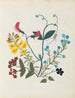 W Album de fleurs en papier découpé pl. 09 - Ellen W. — Ansicht des Kunstwerks