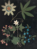 Blumenalbum aus Papier ausgeschnitten pl. 10 - Ellen W. — Ansicht des Kunstwerks
