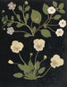 W Album de fleurs en papier découpé pl. 11 - Ellen W. — Ansicht des Kunstwerks