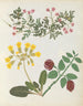 W Album de fleurs en papier découpé pl. 13 - Ellen W. — Ansicht des Kunstwerks