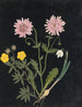 W Album de fleurs en papier découpé pl. 14 - Ellen W. — Ansicht des Kunstwerks