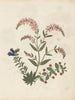 W Album de fleurs en papier découpé pl. 16 - Ellen W. — Ansicht des Kunstwerks