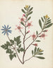 Album de fleurs en papier découpé Pl20 - Ellen W. | W — Ansicht des Kunstwerks