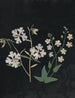 Album de fleurs en papier découpé Pl21 - Ellen W. — Ansicht des Kunstwerks