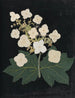 Album de fleurs en papier découpé Pl22 - Ellen W. — Ansicht des Kunstwerks