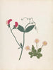 Album de fleurs en papier découpé Pl23 - Ellen W. | W — Ansicht des Kunstwerks