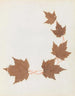 Album de fleurs en papier découpé Pl26 - Ellen W. — Ansicht des Kunstwerks