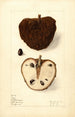 Annona squamosa No - Elsie E. Lower — vista dell’opera