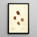 Carya illinoinensis Claremont - Elsie E. Lower — gerahmtes Bild an der Wand