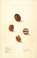 Carya illinoinensis Claremont - Elsie E. Lower — Ansicht des Kunstwerks