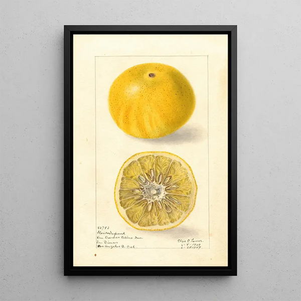 Elsie E Lower - Citrus paradisi Florida Improved.webp