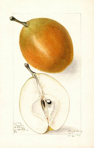 Elsie E Lower - Pyrus communis Magnolia.webp