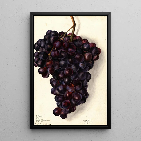 Elsie E Lower - Vitis Key.webp