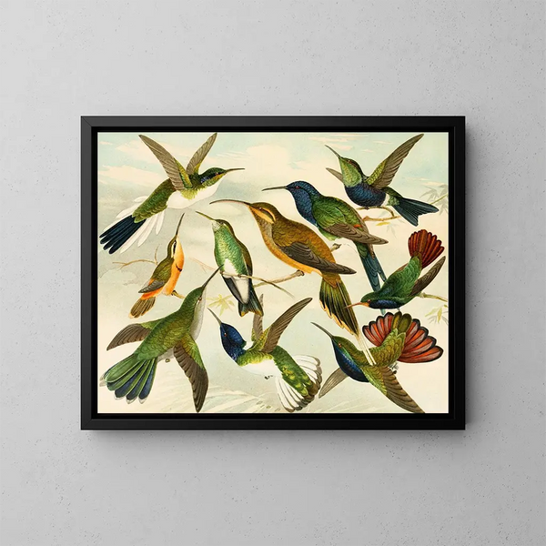 Paradiesvögel - Emil August Göldi — gerahmtes Bild an der Wand