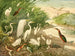 Garas - Emil August Göldi — Ansicht des Kunstwerks