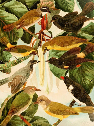 Emil August Gldi - Pipiras.webp