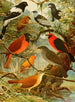 Emil August Göldi — Ansicht des Kunstwerks