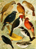 Trincaferro Azulo Cardinal Gallo do mato Serraserra Colleiro Cicarra - Emil August Göldi — Ansicht des Kunstwerks