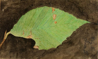 Emma Beach Thayer - Smaller Spotted Beach Leaf Edge Caterpillar.webp